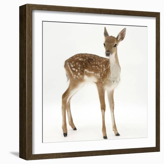 Fallow Deer (Dama Dama) Portrait of Fawn Standing-Mark Taylor-Framed Photographic Print