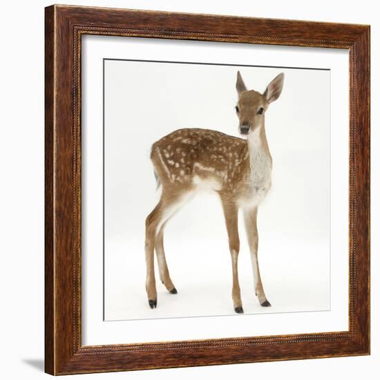 Fallow Deer (Dama Dama) Portrait of Fawn Standing-Mark Taylor-Framed Photographic Print