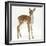 Fallow Deer (Dama Dama) Portrait of Fawn Standing-Mark Taylor-Framed Photographic Print