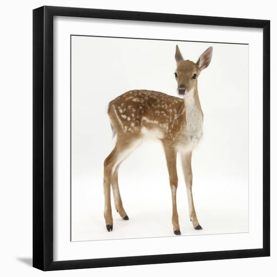 Fallow Deer (Dama Dama) Portrait of Fawn Standing-Mark Taylor-Framed Photographic Print