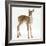 Fallow Deer (Dama Dama) Portrait of Fawn Standing-Mark Taylor-Framed Photographic Print