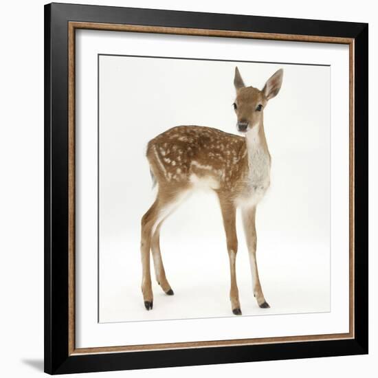 Fallow Deer (Dama Dama) Portrait of Fawn Standing-Mark Taylor-Framed Photographic Print