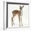 Fallow Deer (Dama Dama) Portrait of Fawn Standing-Mark Taylor-Framed Photographic Print