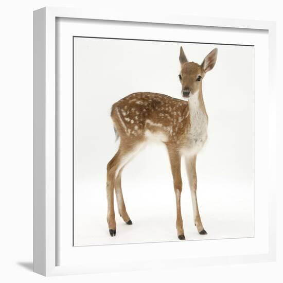 Fallow Deer (Dama Dama) Portrait of Fawn Standing-Mark Taylor-Framed Photographic Print