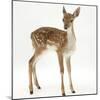 Fallow Deer (Dama Dama) Portrait of Fawn Standing-Mark Taylor-Mounted Photographic Print