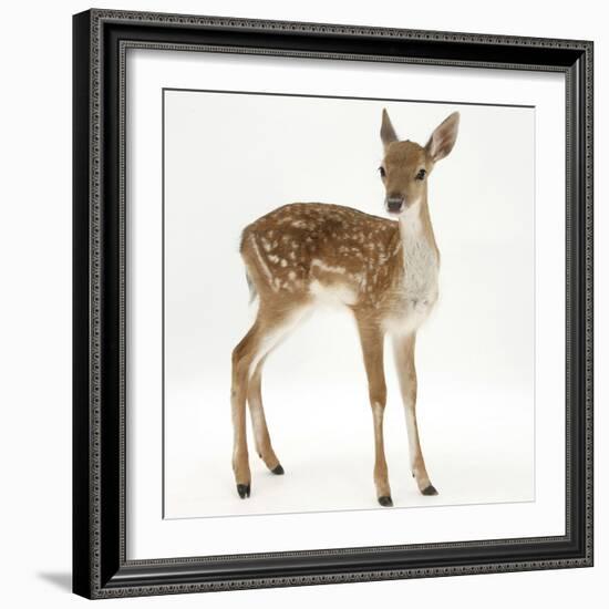 Fallow Deer (Dama Dama) Portrait of Fawn Standing-Mark Taylor-Framed Photographic Print