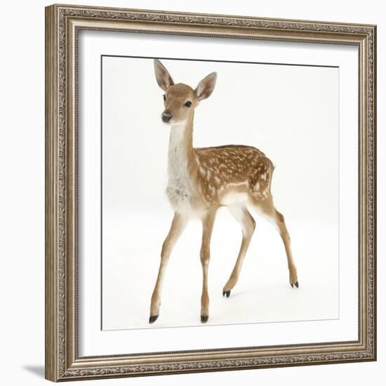 Fallow Deer (Dama Dama) Portrait of Fawn Standing-Mark Taylor-Framed Photographic Print