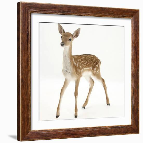 Fallow Deer (Dama Dama) Portrait of Fawn Standing-Mark Taylor-Framed Photographic Print