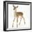 Fallow Deer (Dama Dama) Portrait of Fawn Standing-Mark Taylor-Framed Photographic Print