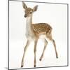 Fallow Deer (Dama Dama) Portrait of Fawn Standing-Mark Taylor-Mounted Photographic Print