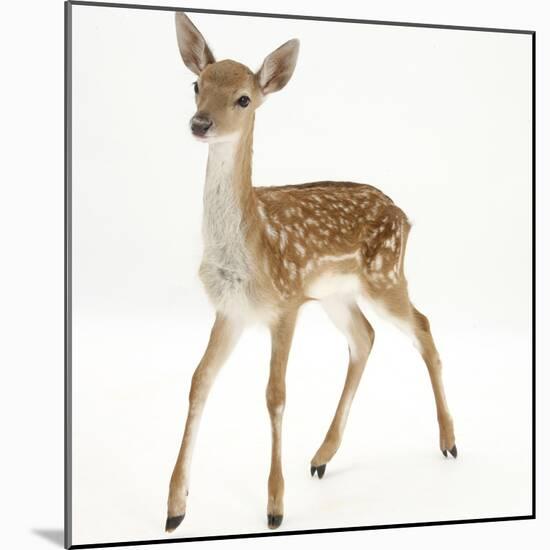 Fallow Deer (Dama Dama) Portrait of Fawn Standing-Mark Taylor-Mounted Photographic Print