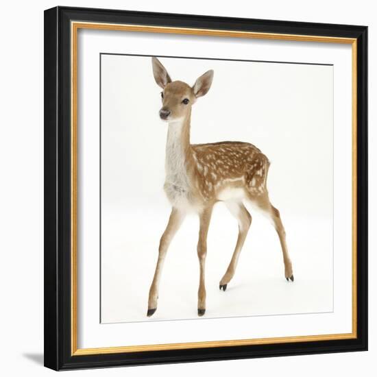 Fallow Deer (Dama Dama) Portrait of Fawn Standing-Mark Taylor-Framed Photographic Print