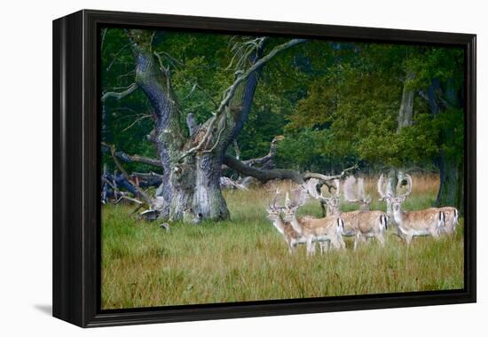 Fallow Deer. Dyrehaven. Denmark-Tom Norring-Framed Premier Image Canvas