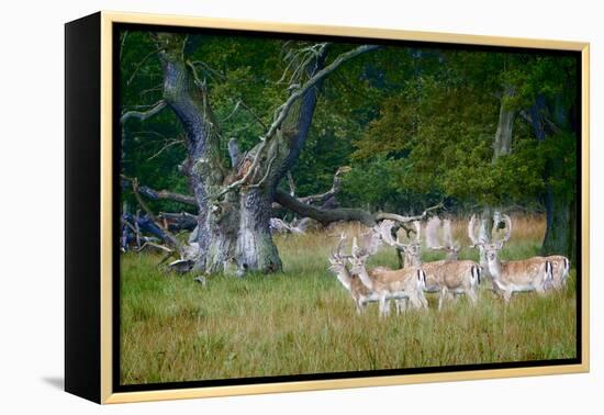 Fallow Deer. Dyrehaven. Denmark-Tom Norring-Framed Premier Image Canvas