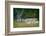 Fallow Deer. Dyrehaven. Denmark-Tom Norring-Framed Photographic Print