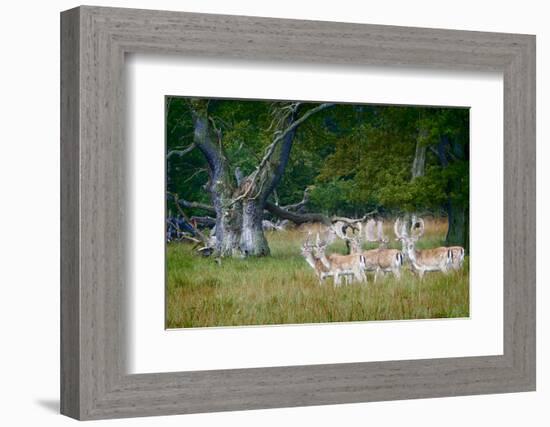 Fallow Deer. Dyrehaven. Denmark-Tom Norring-Framed Photographic Print