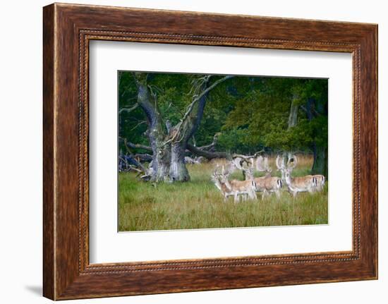 Fallow Deer. Dyrehaven. Denmark-Tom Norring-Framed Photographic Print