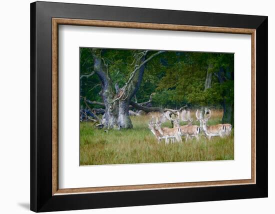 Fallow Deer. Dyrehaven. Denmark-Tom Norring-Framed Photographic Print