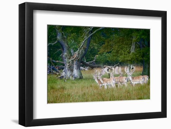 Fallow Deer. Dyrehaven. Denmark-Tom Norring-Framed Photographic Print