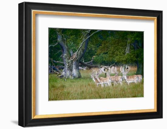 Fallow Deer. Dyrehaven. Denmark-Tom Norring-Framed Photographic Print