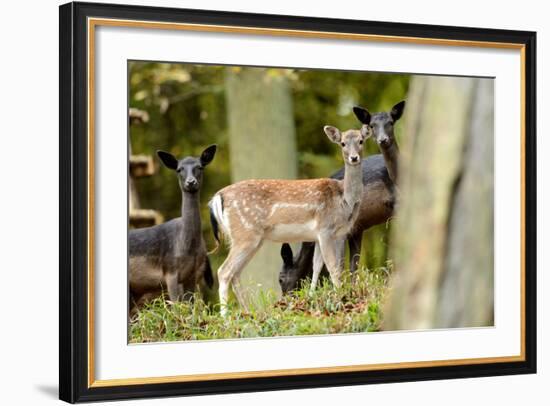 Fallow Deer, Fallow Bucks, Dama Dama, Wood,-Reiner Bernhardt-Framed Photographic Print