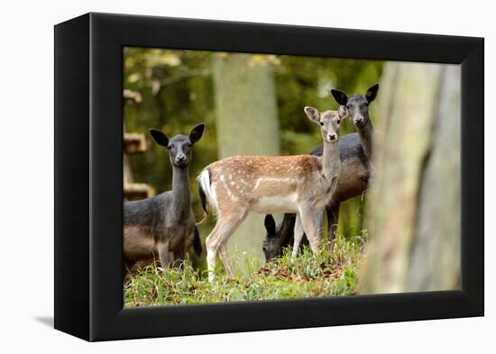 Fallow Deer, Fallow Bucks, Dama Dama, Wood,-Reiner Bernhardt-Framed Premier Image Canvas