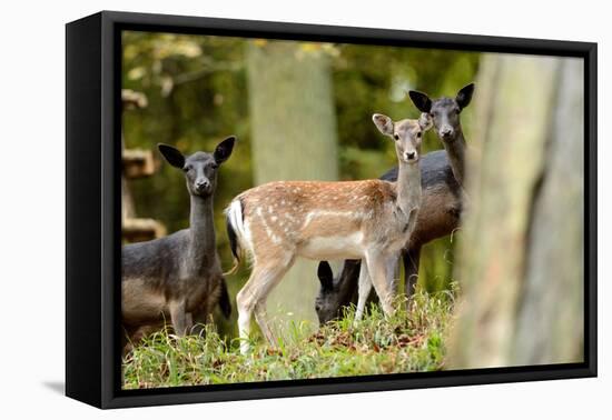 Fallow Deer, Fallow Bucks, Dama Dama, Wood,-Reiner Bernhardt-Framed Premier Image Canvas
