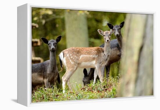 Fallow Deer, Fallow Bucks, Dama Dama, Wood,-Reiner Bernhardt-Framed Premier Image Canvas