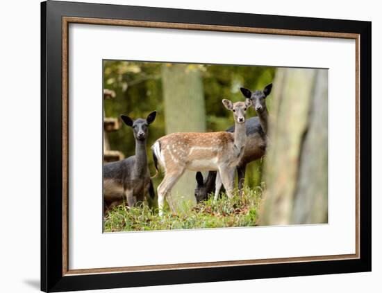 Fallow Deer, Fallow Bucks, Dama Dama, Wood,-Reiner Bernhardt-Framed Photographic Print