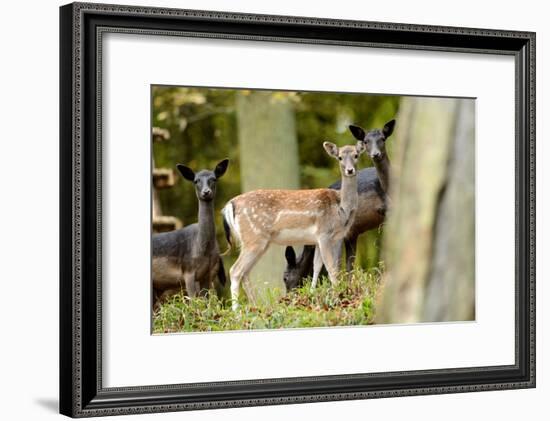 Fallow Deer, Fallow Bucks, Dama Dama, Wood,-Reiner Bernhardt-Framed Photographic Print