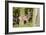 Fallow Deer, Fallow Bucks, Dama Dama, Wood,-Reiner Bernhardt-Framed Photographic Print