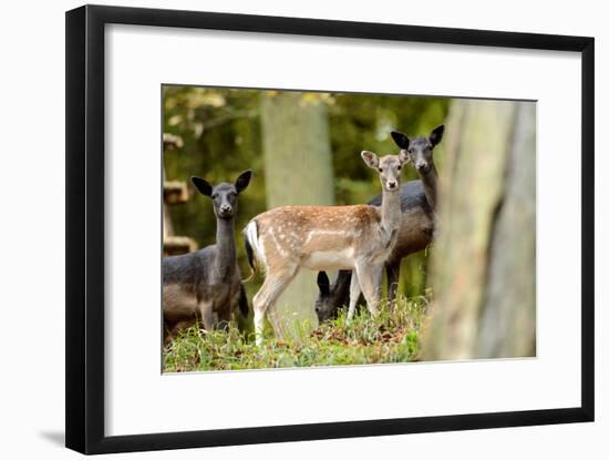 Fallow Deer, Fallow Bucks, Dama Dama, Wood,-Reiner Bernhardt-Framed Photographic Print