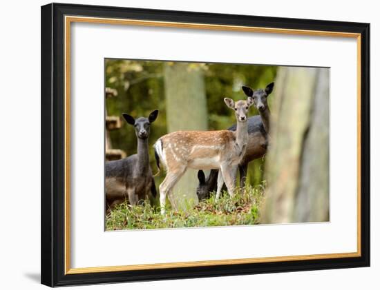 Fallow Deer, Fallow Bucks, Dama Dama, Wood,-Reiner Bernhardt-Framed Photographic Print