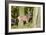 Fallow Deer, Fallow Bucks, Dama Dama, Wood,-Reiner Bernhardt-Framed Photographic Print