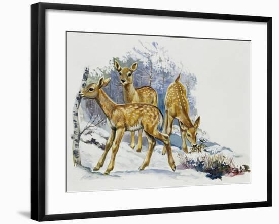 Fallow Deer Fawns (Dama Dama), Cervidae-null-Framed Giclee Print