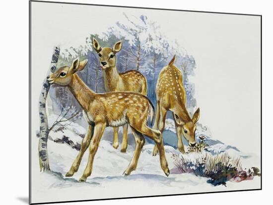 Fallow Deer Fawns (Dama Dama), Cervidae-null-Mounted Giclee Print