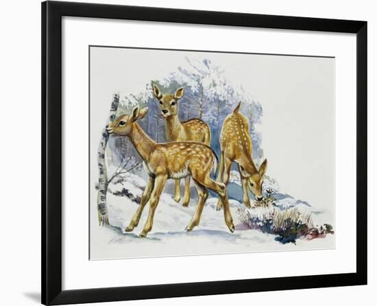 Fallow Deer Fawns (Dama Dama), Cervidae-null-Framed Giclee Print