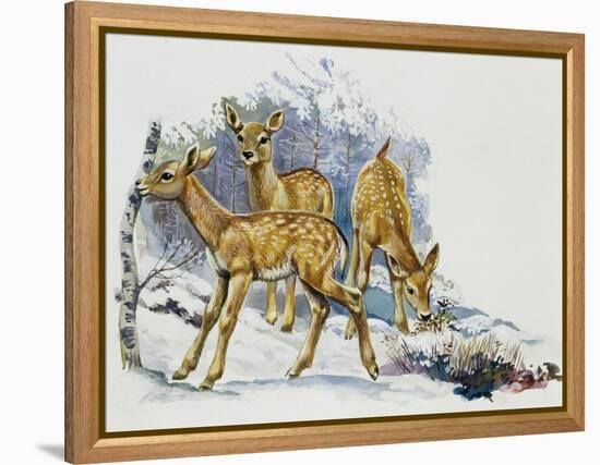 Fallow Deer Fawns (Dama Dama), Cervidae-null-Framed Premier Image Canvas