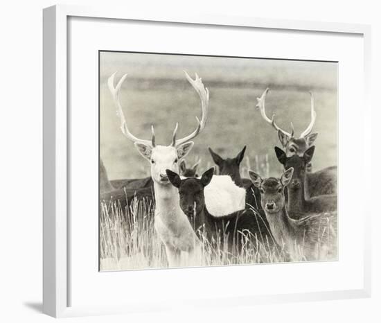 Fallow Deer Herd-Wink Gaines-Framed Giclee Print