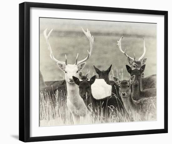 Fallow Deer Herd-Wink Gaines-Framed Giclee Print