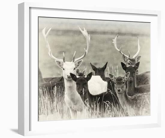 Fallow Deer Herd-Wink Gaines-Framed Giclee Print