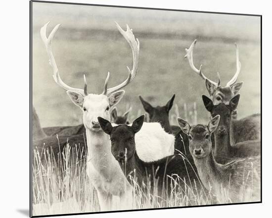 Fallow Deer Herd-Wink Gaines-Mounted Giclee Print