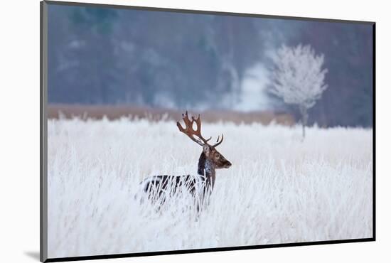 Fallow Deer in the Frozen Winter Landscape-Allan Wallberg-Mounted Photographic Print