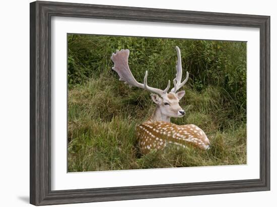 Fallow Deer Male in Velvet Resting in Undergrowth-null-Framed Photographic Print