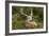 Fallow Deer Male in Velvet Resting in Undergrowth-null-Framed Photographic Print