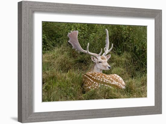 Fallow Deer Male in Velvet Resting in Undergrowth-null-Framed Photographic Print