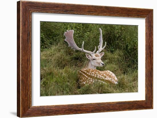 Fallow Deer Male in Velvet Resting in Undergrowth-null-Framed Photographic Print