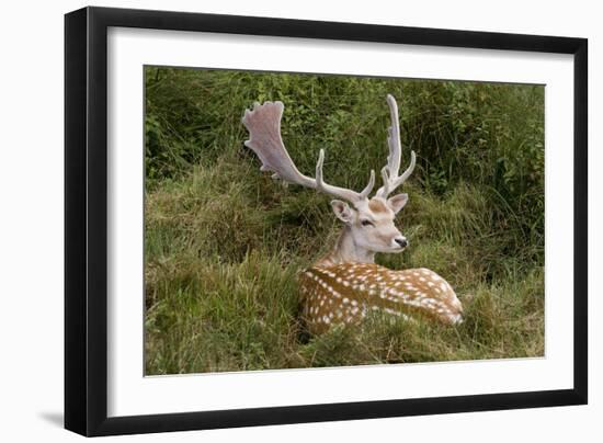 Fallow Deer Male in Velvet Resting in Undergrowth-null-Framed Photographic Print