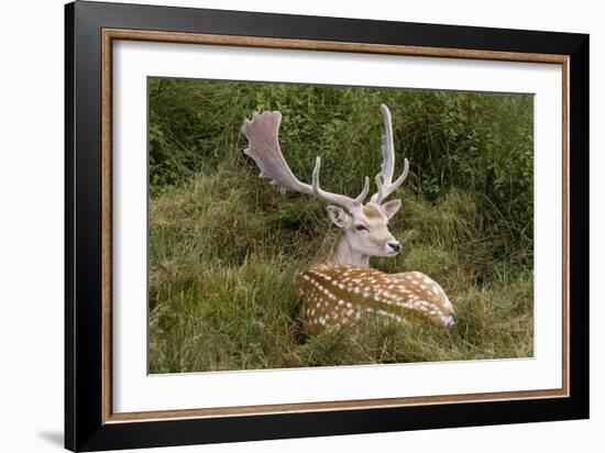 Fallow Deer Male in Velvet Resting in Undergrowth-null-Framed Photographic Print