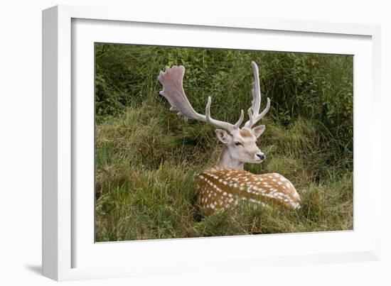 Fallow Deer Male in Velvet Resting in Undergrowth-null-Framed Photographic Print